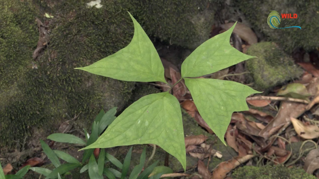 Botanist Francis Hall&eacute; Explains... - 剧照
