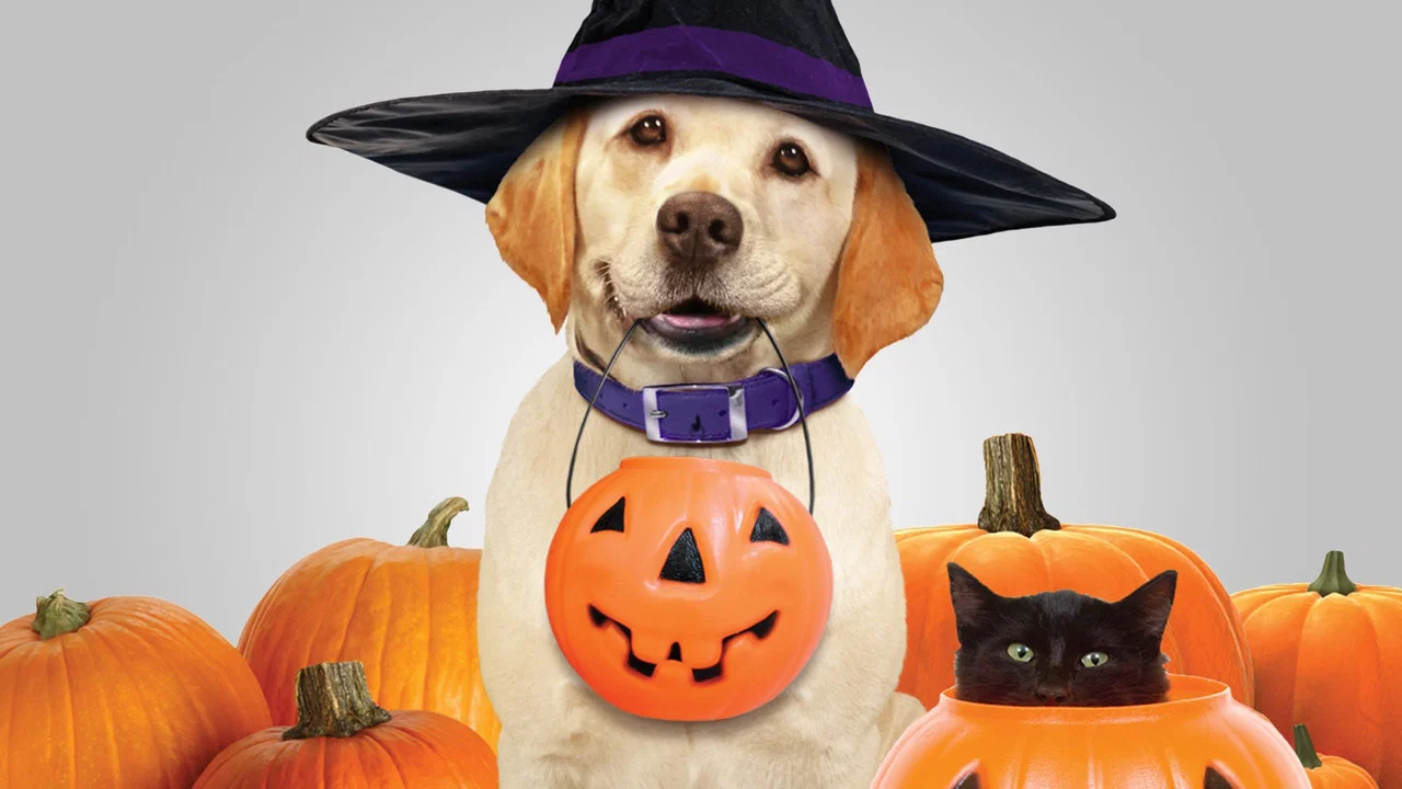 The Dog Who Saved Halloween - 剧照