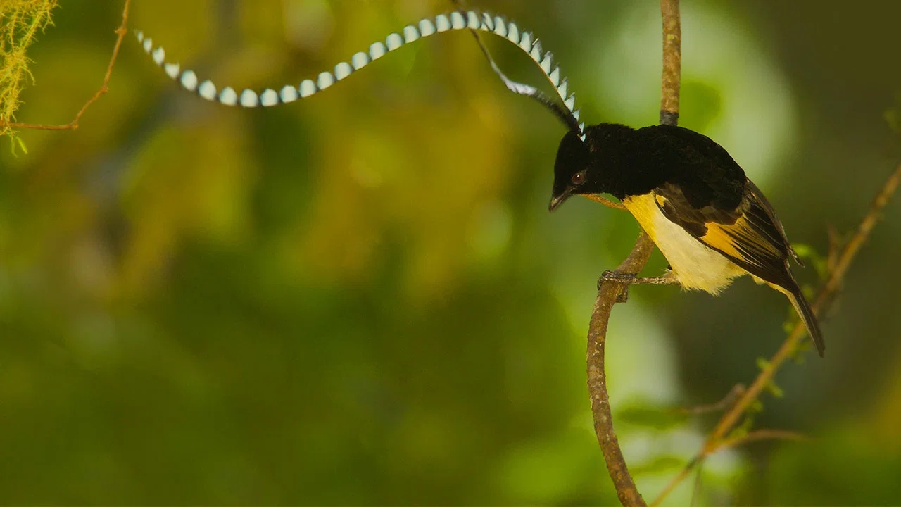 Winged Seduction: Birds of Paradise - 剧照