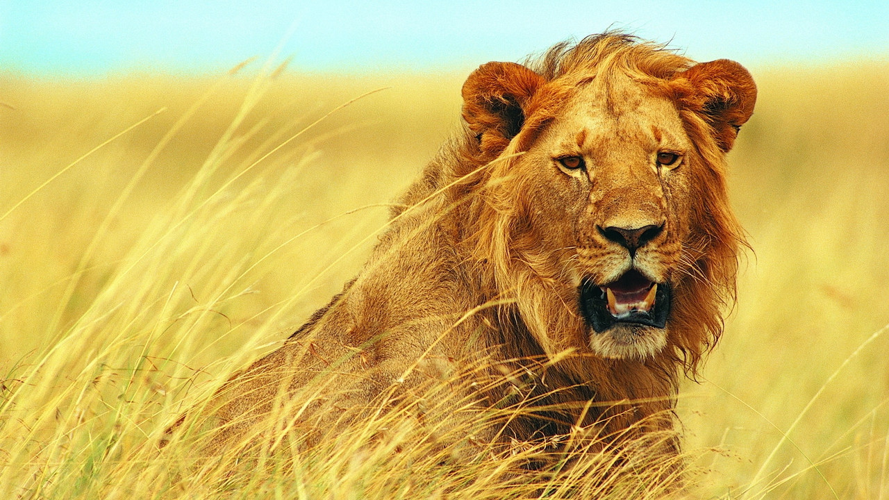 Walking with Lions - 剧照