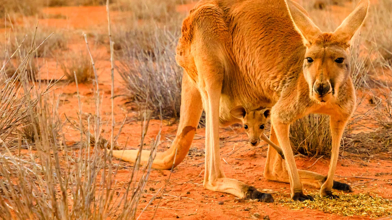 The Kangaroo King - 剧照
