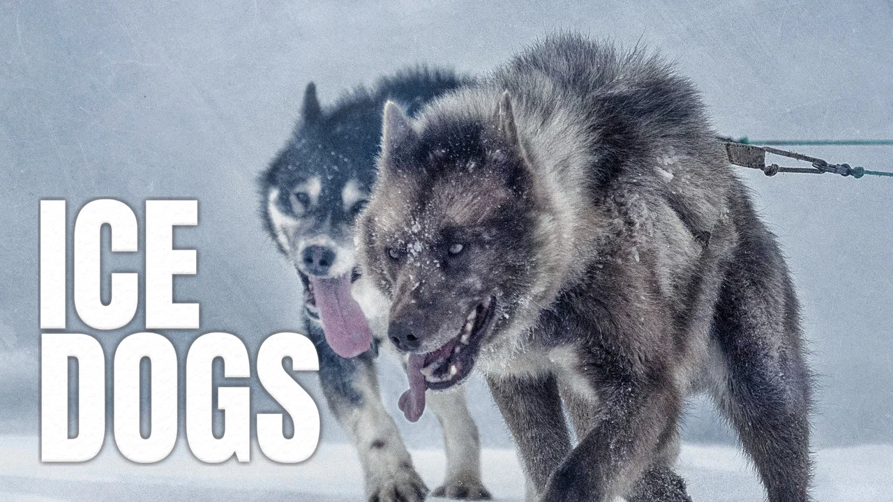 Ice Dogs: The Only Companions Worth Having - 剧照