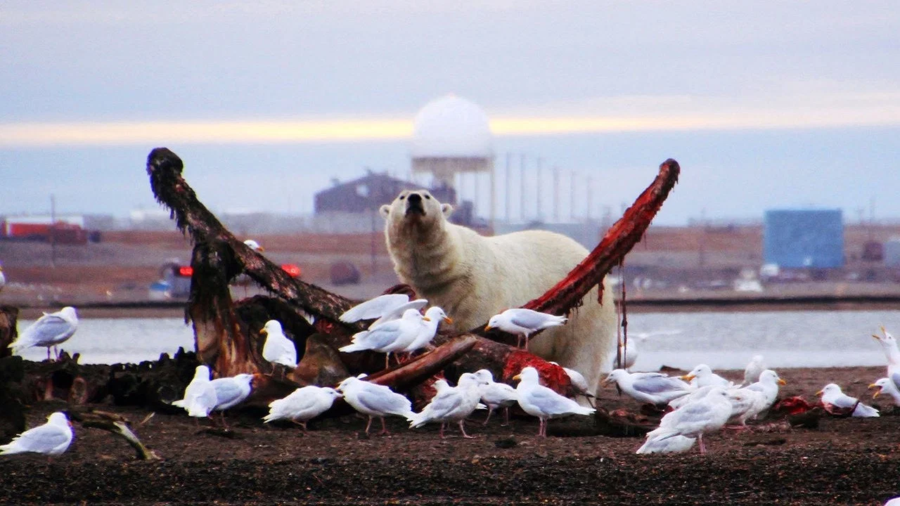 The Great Polar Bear Feast - 剧照