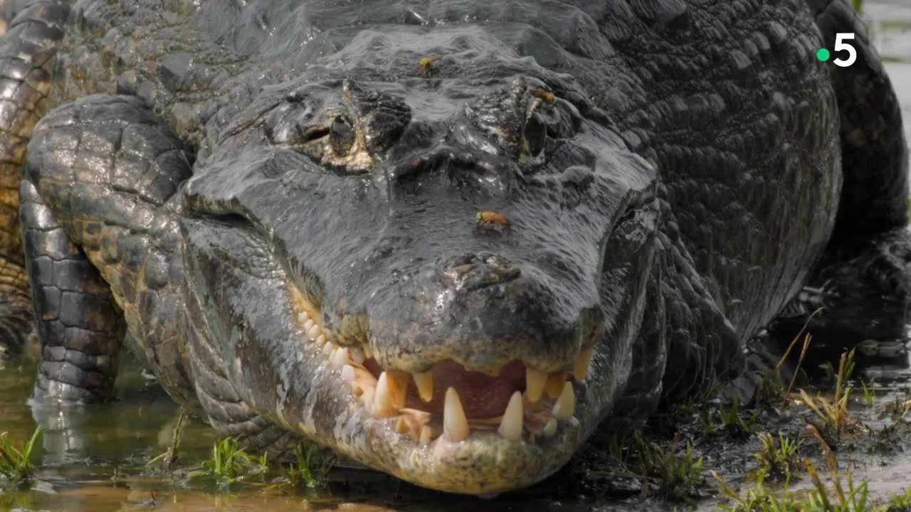 Le lac rebelle du Pantanal - 剧照