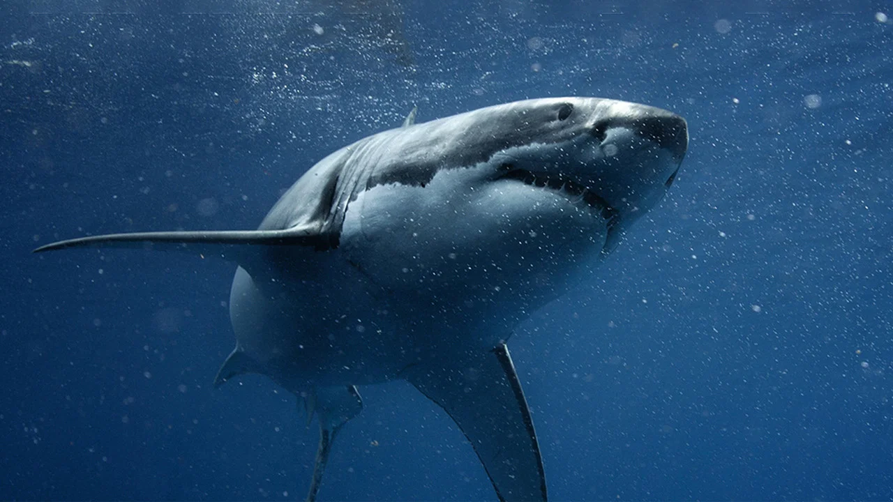 Shark vs. Tuna - 剧照
