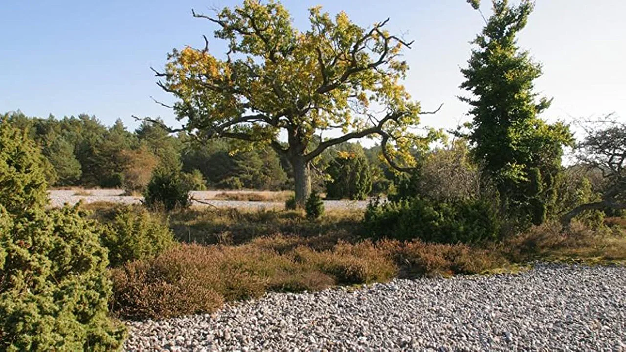 Ostseeparadies R&uuml;gen - 剧照