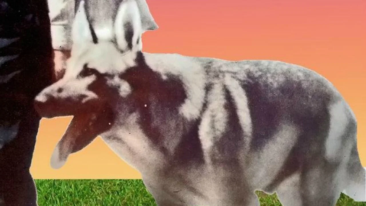 My Dog Shep - 剧照