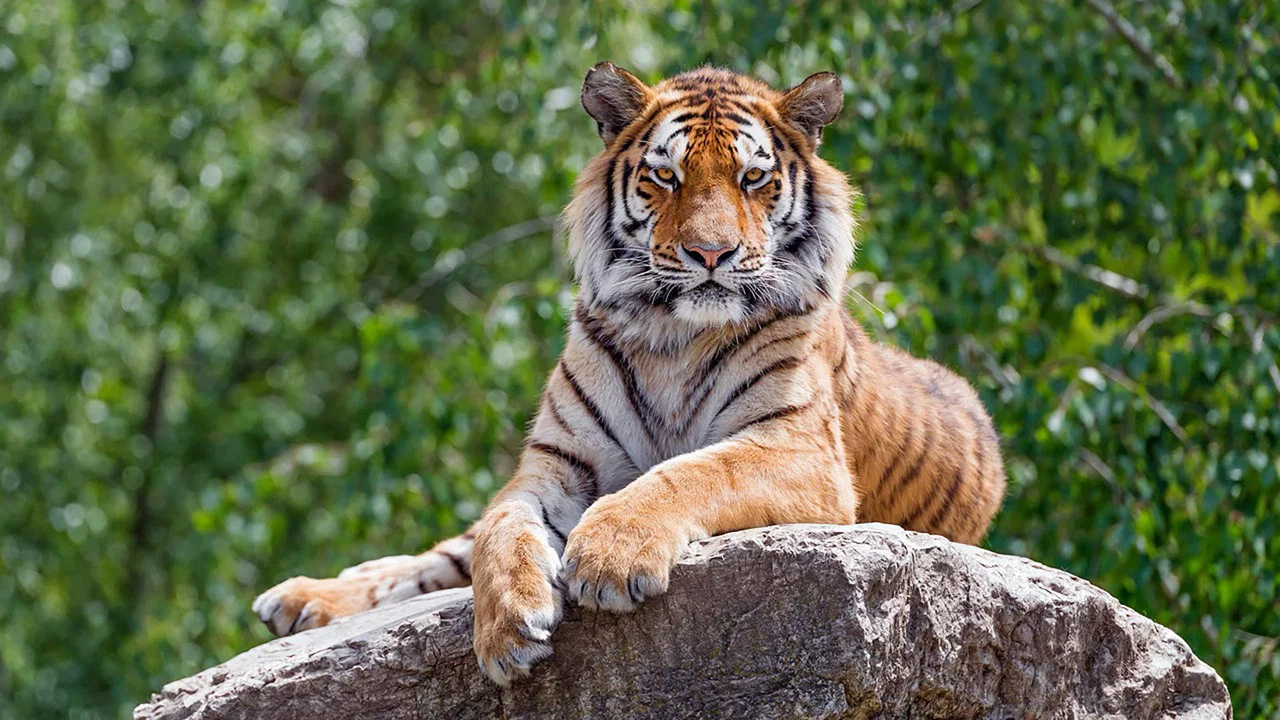 Tigre de Sib&eacute;rie, seigneur sans fronti&egrave;res - 剧照