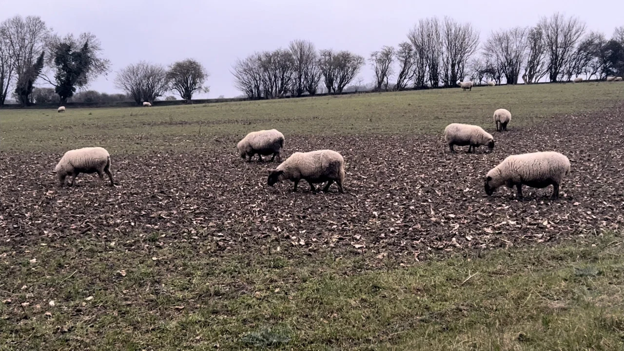 A Field of Sheep - 剧照