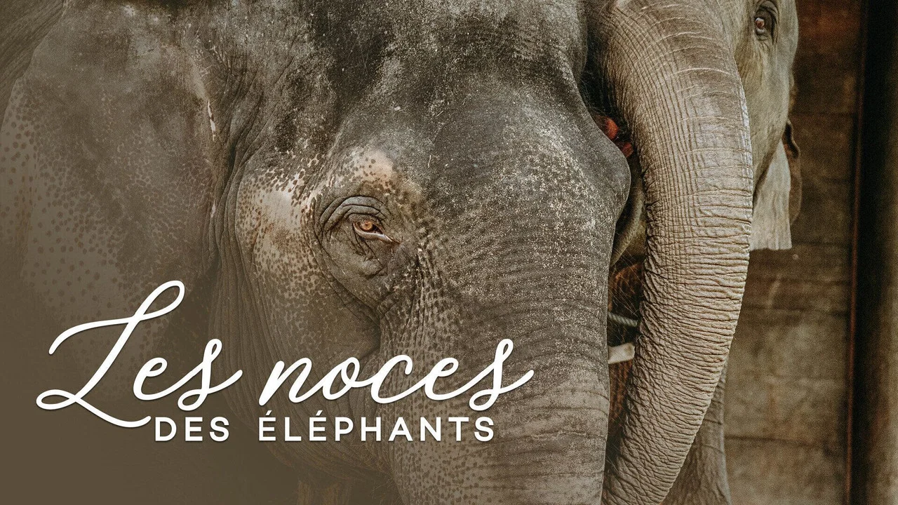 Les noces des &eacute;l&eacute;phants - 剧照