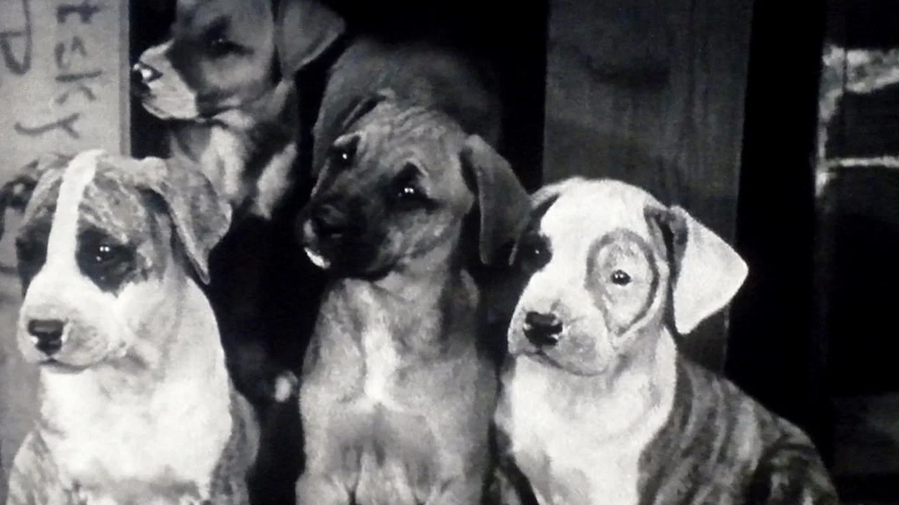 Pups Is Pups - 剧照