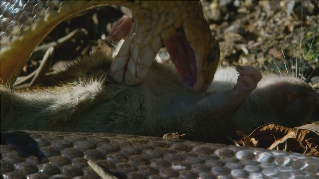 Snake Island: Wild & Deadly - 剧照
