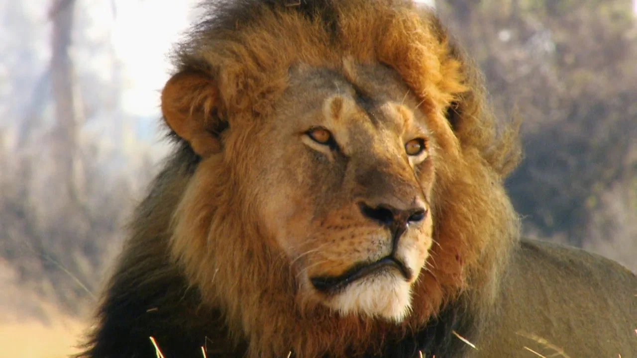 Cecil: The Legacy of a King - 剧照