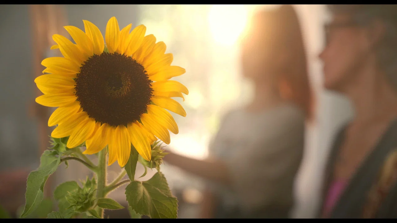 Sunflower - 剧照