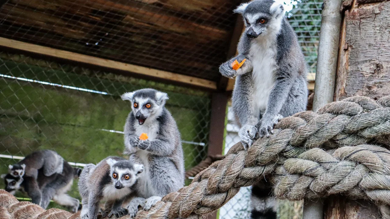 Knockhatch Animal Conservation: A Short Documentary - 剧照