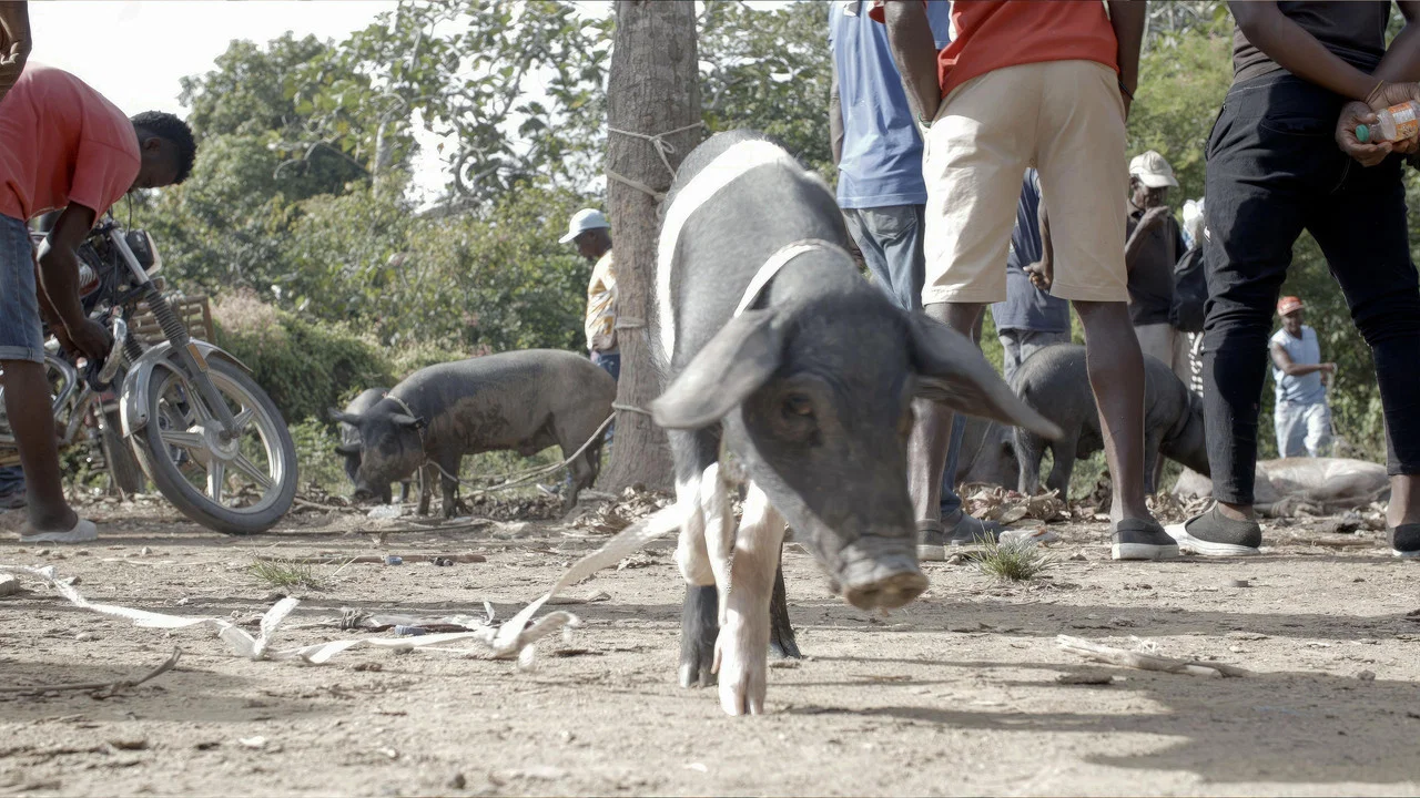 The Creole Pig: Haiti's Great Loss - 剧照