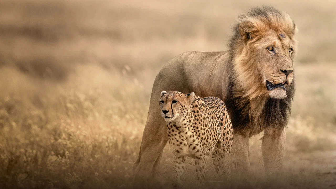 Cat Wars: Lion vs. Cheetah - 剧照