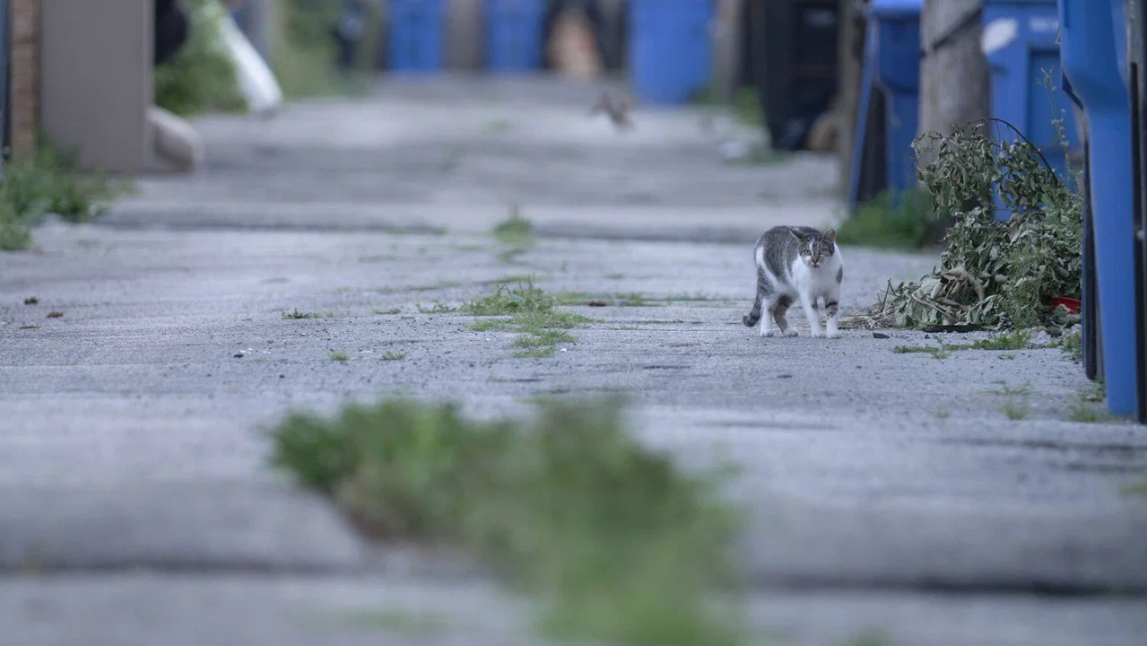 Cat City - 剧照