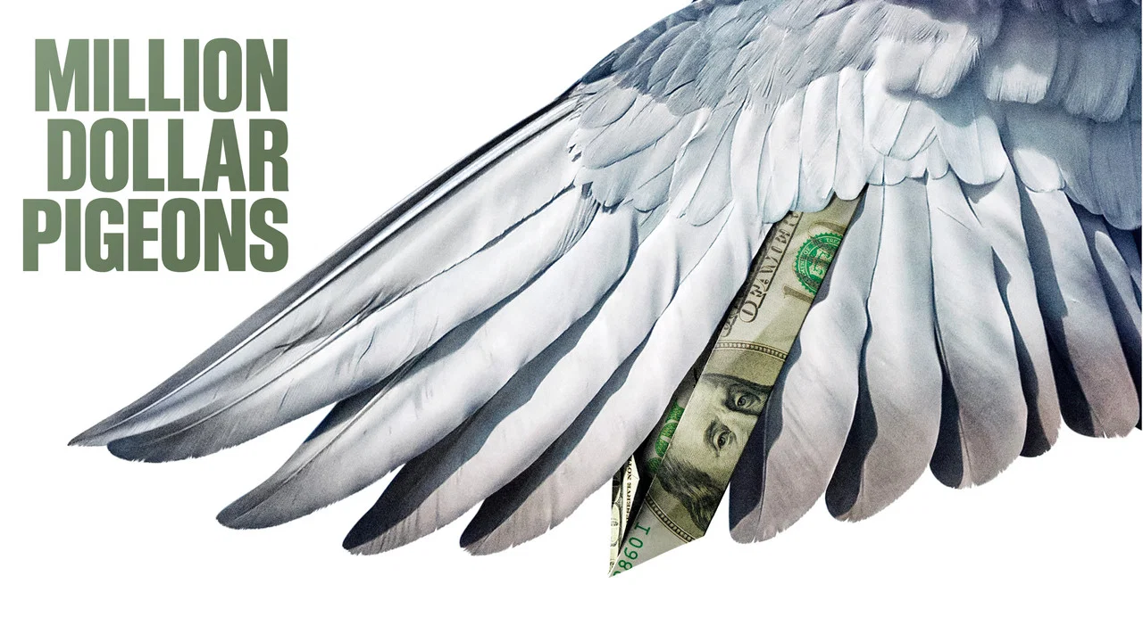 Million Dollar Pigeons - 剧照
