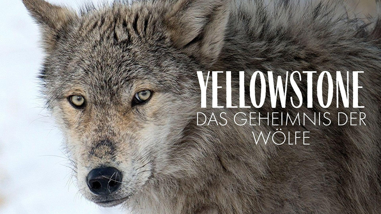 Yellowstone - Das Geheimnis der W&ouml;lfe - 剧照