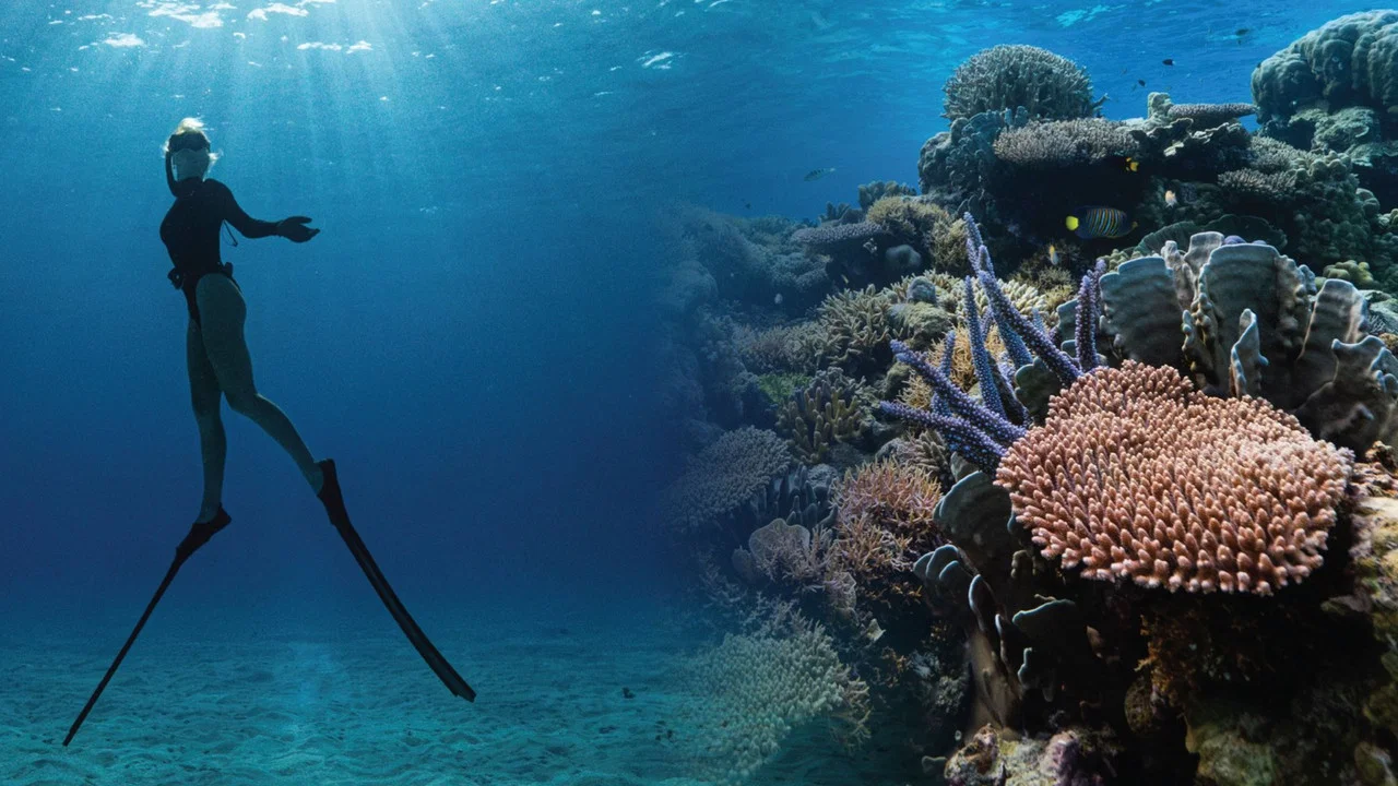 Corals&rsquo; Last Stand - 剧照