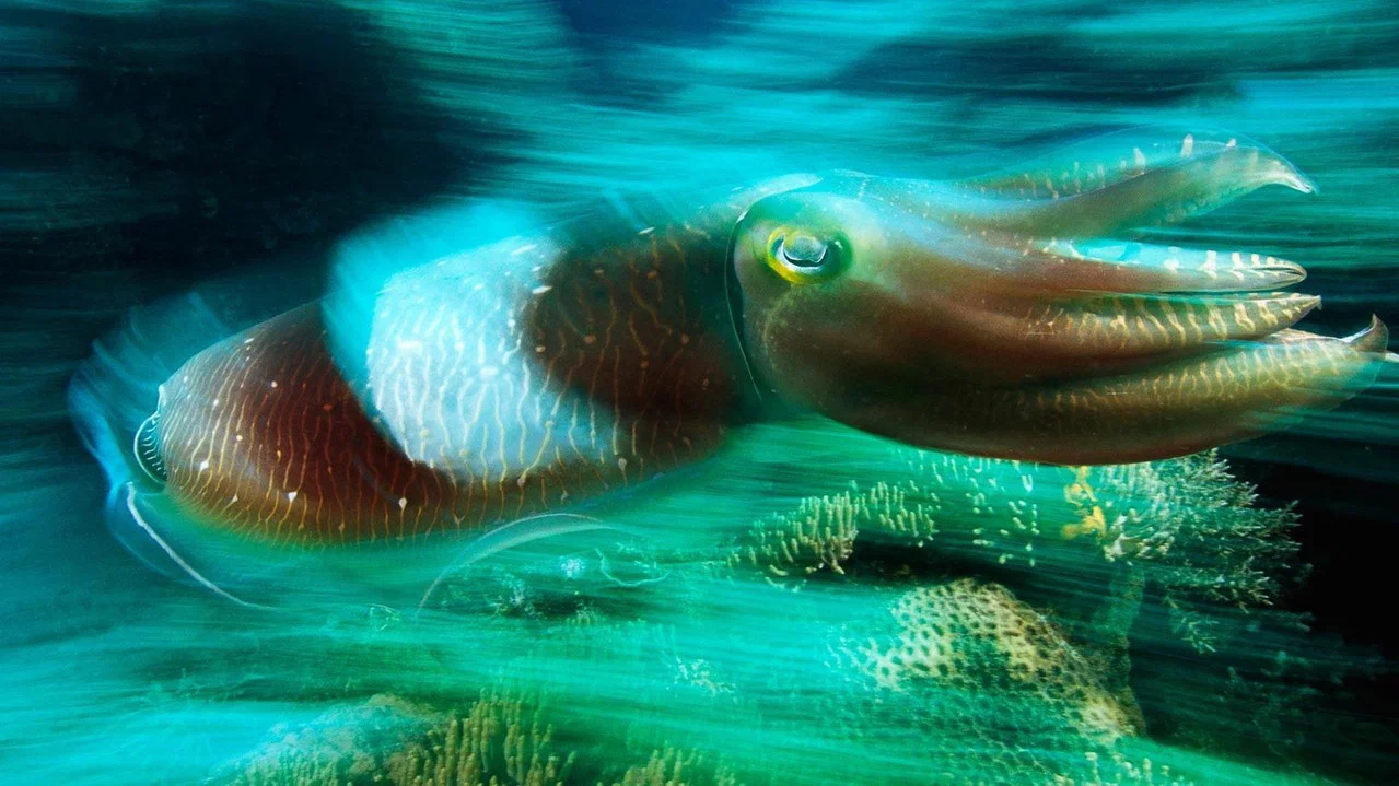 Cuttlefish: Kings of Camouflage - 剧照