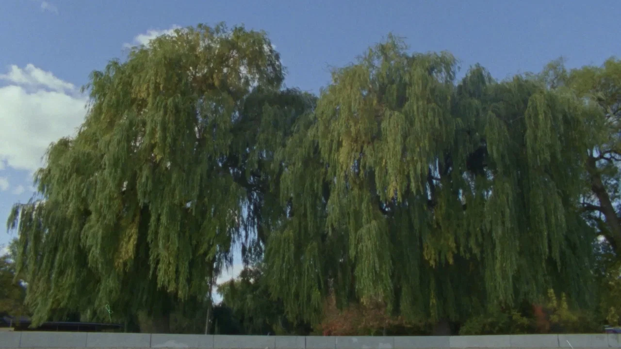 Willow World - 剧照