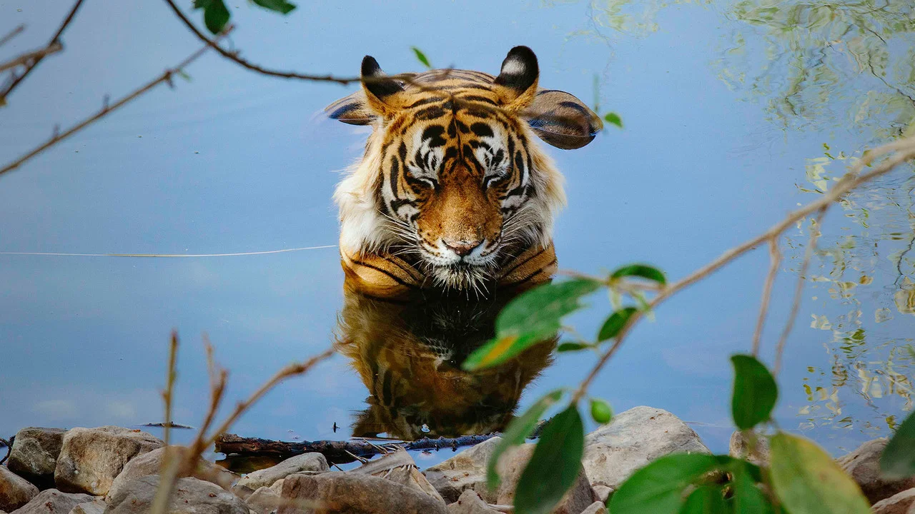 Tiger 24 - 剧照