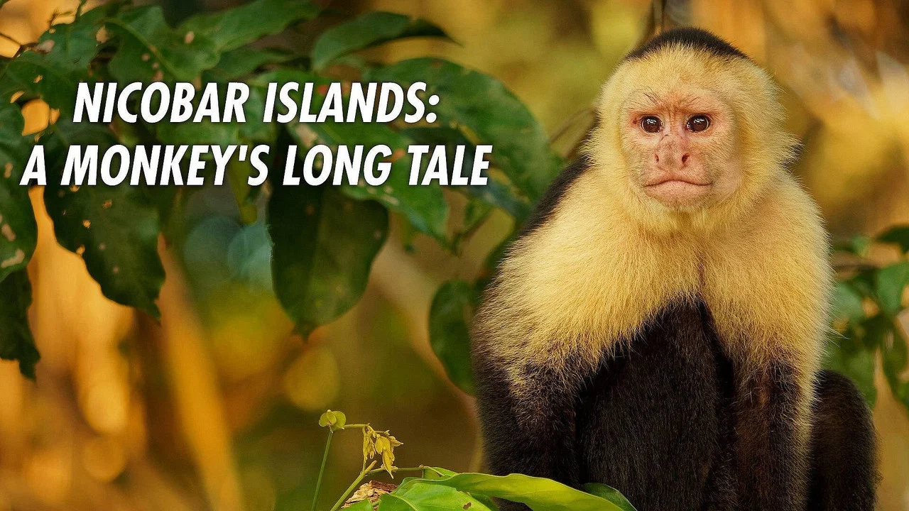 Nicobar Islands: A Monkey's Long Tale - 剧照