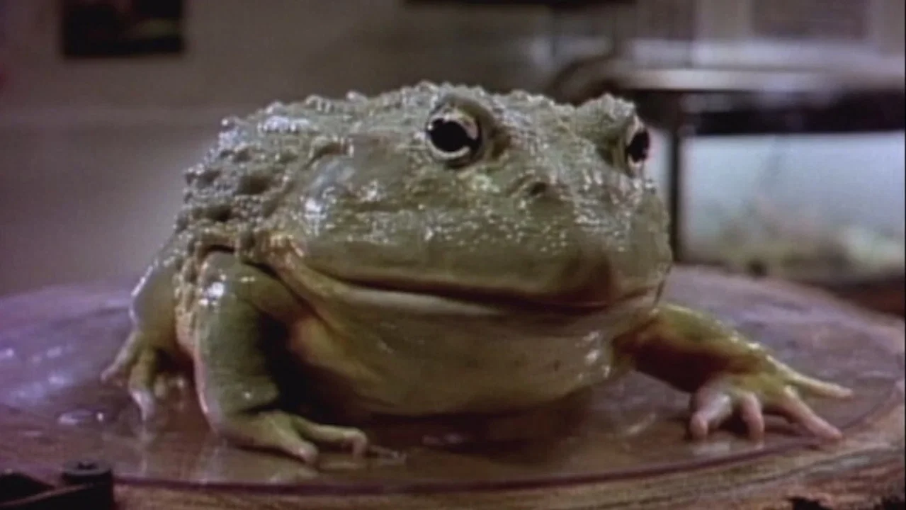 Frog - 剧照