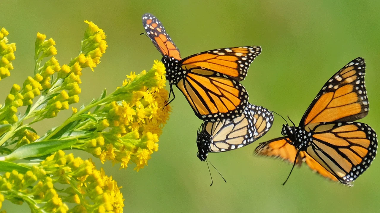Beauty on the Wing: Life Story of the Monarch Butterfly - 剧照