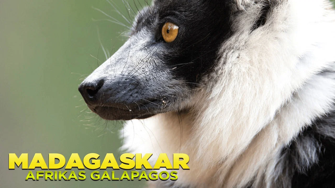 Madagascar: Africa's Galapagos - 剧照