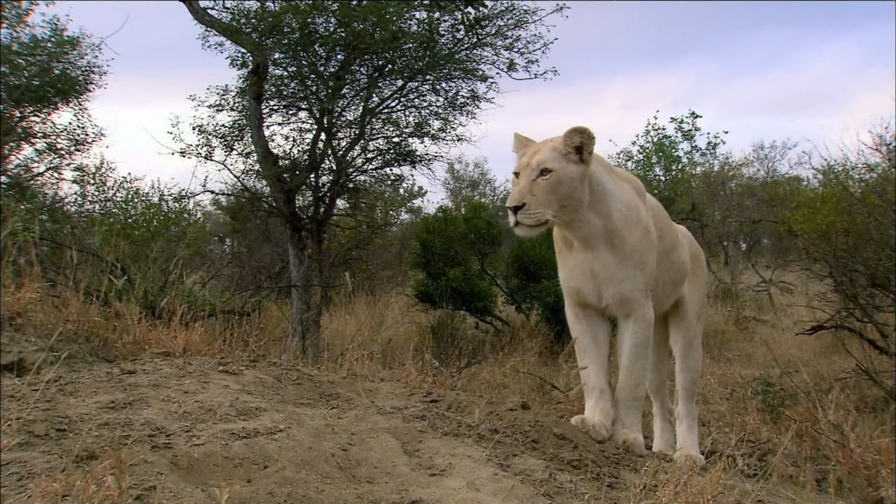 The White Lions - 剧照