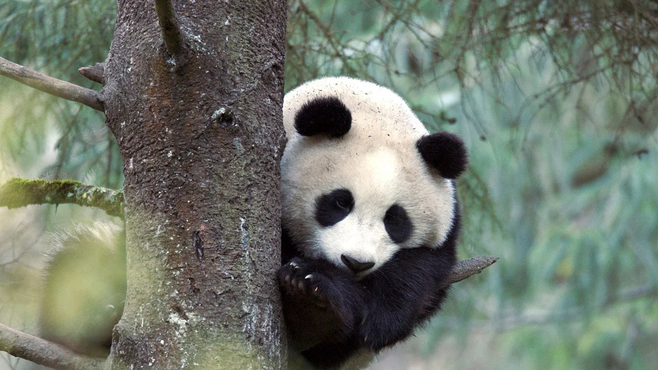 Der Gro&szlig;e Panda - 剧照