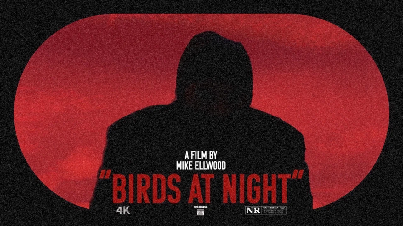 Birds at Night - 剧照