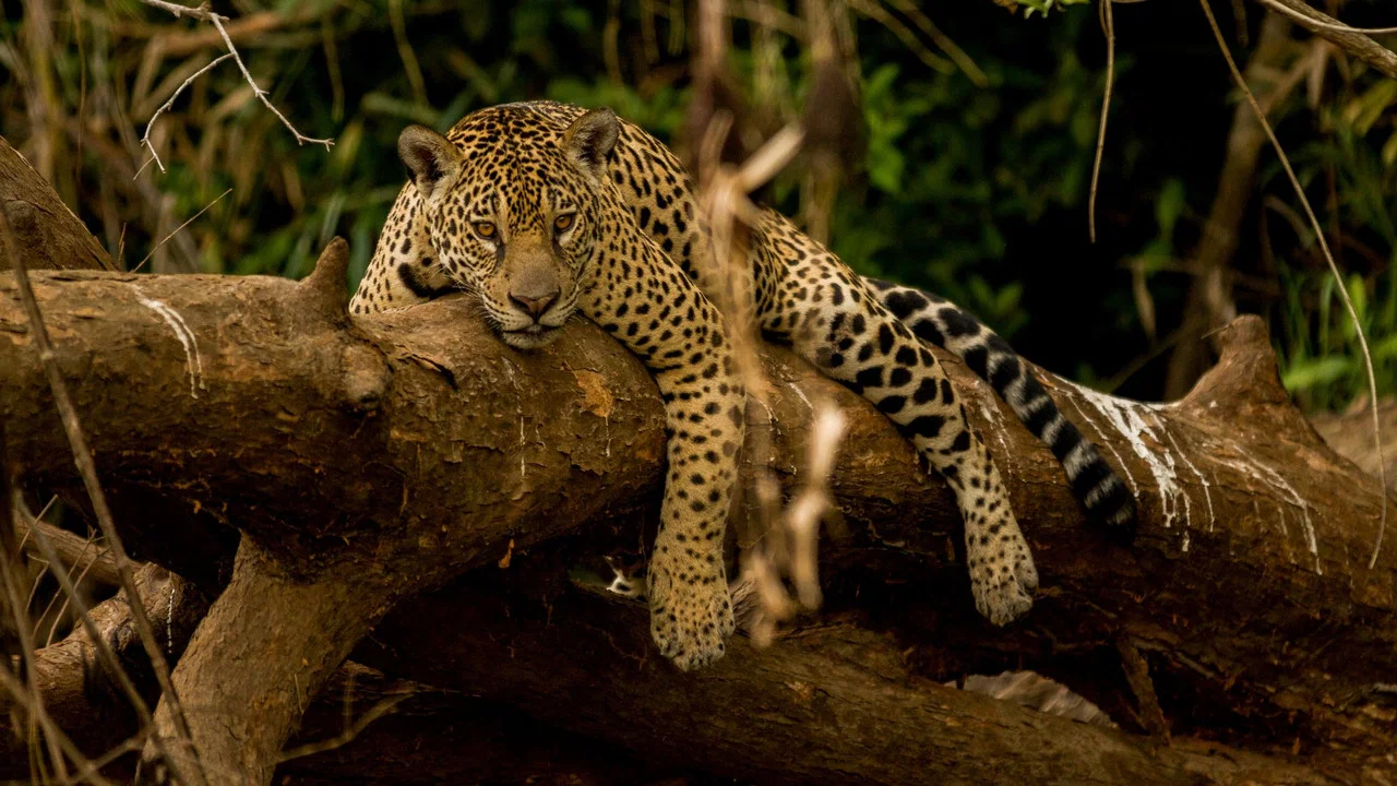 Guyane, vivre avec le jaguar - 剧照