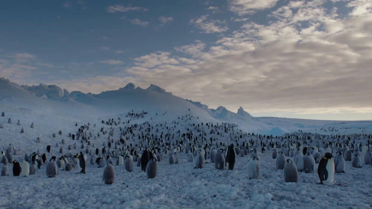 Les Secrets des Animaux des Glaces - 剧照