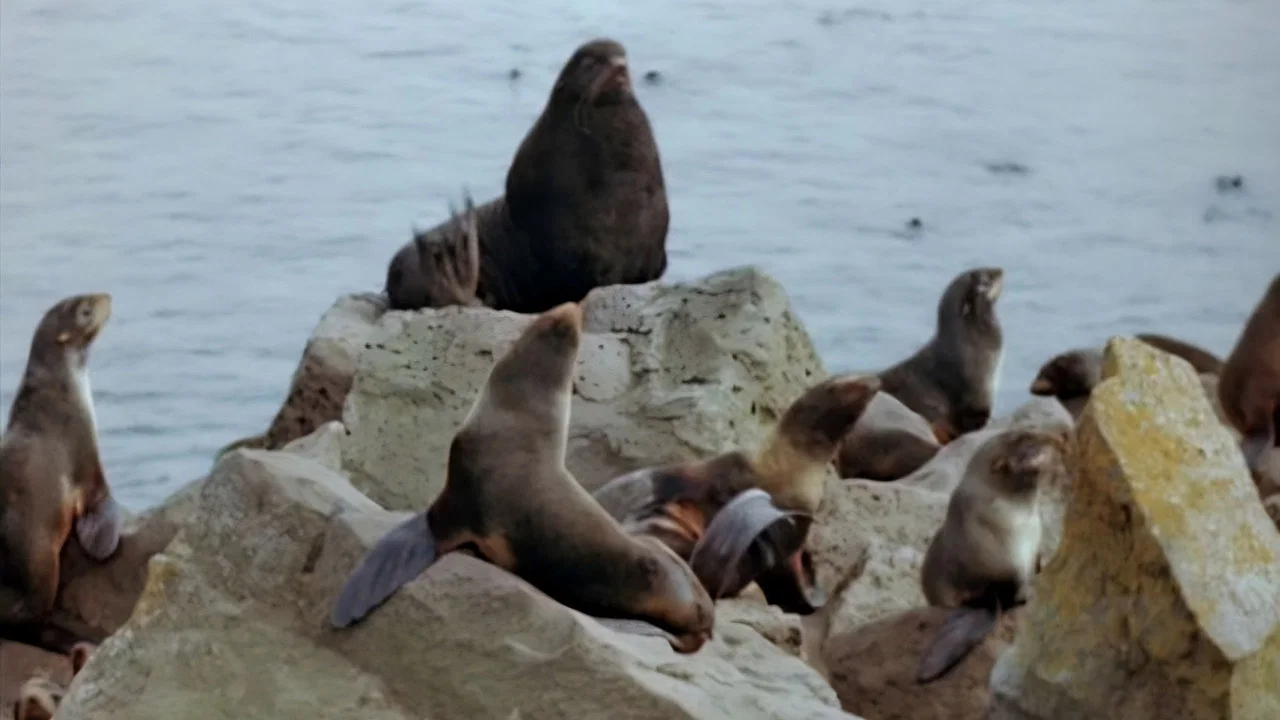 Seal Island - 剧照