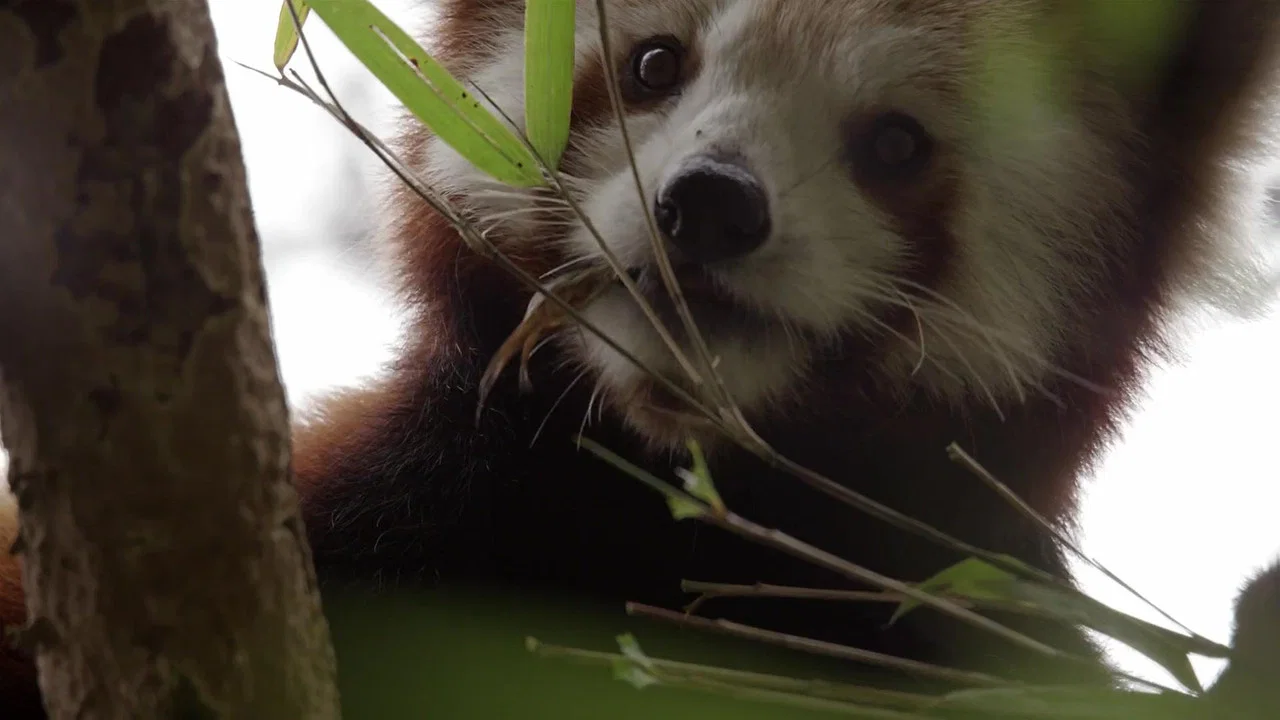 Red Panda: World's Cutest Animal - 剧照