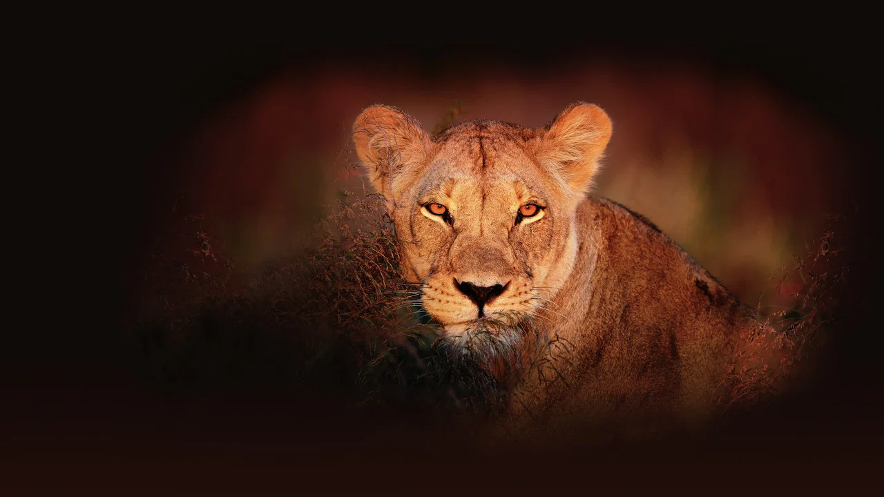 Wild Botswana - 剧照