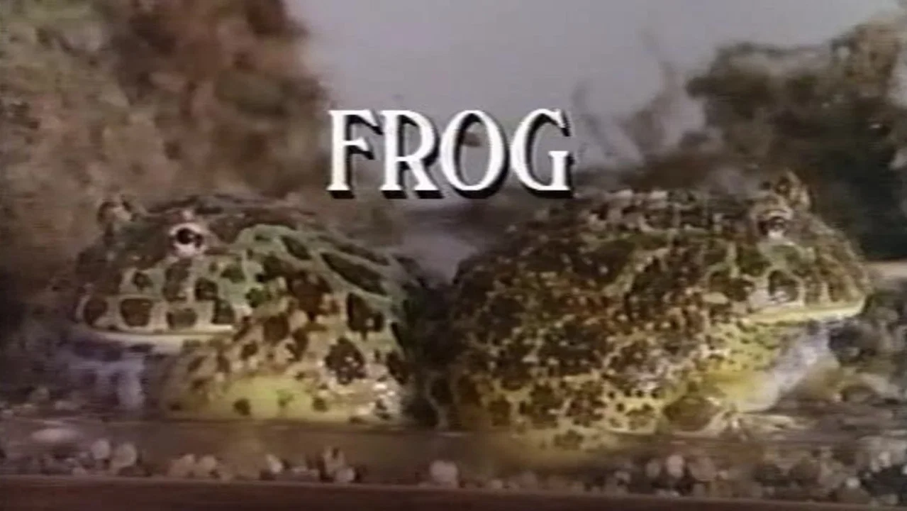 Frog - 剧照