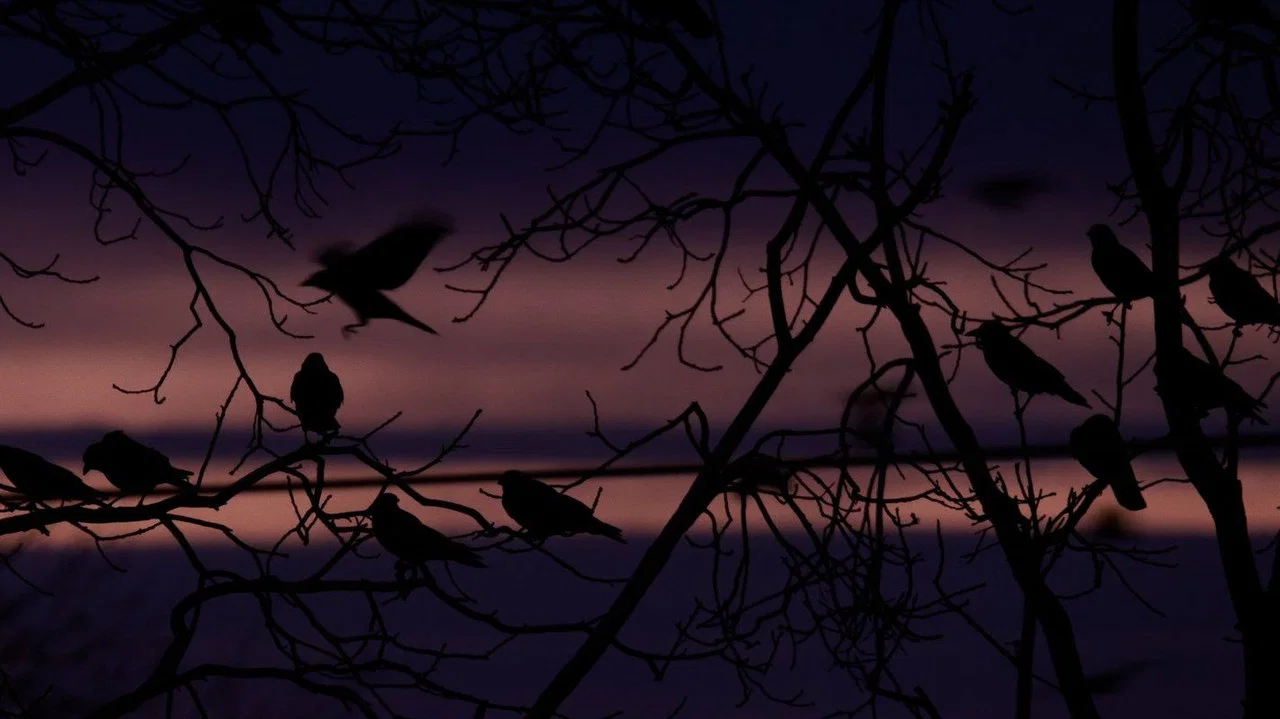 Kr&auml;hen - Nature Is Watching Us - 剧照