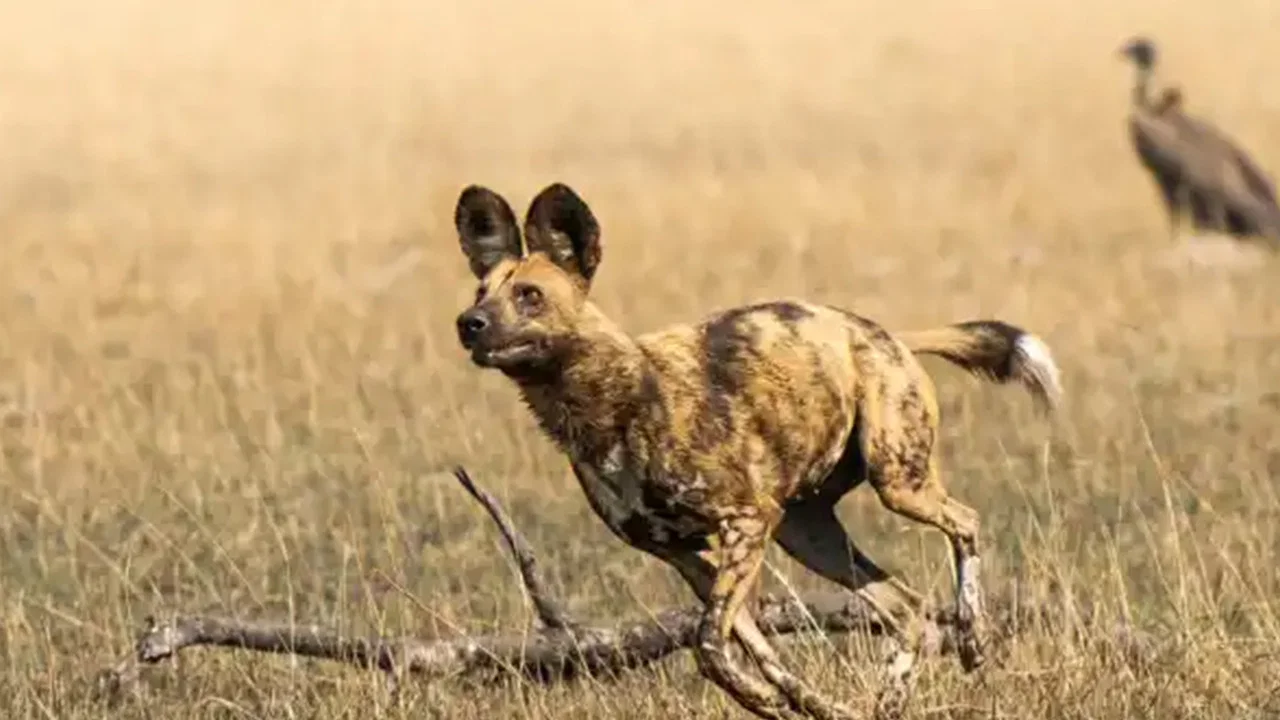 African Adventure: Safari in the Okavango - 剧照