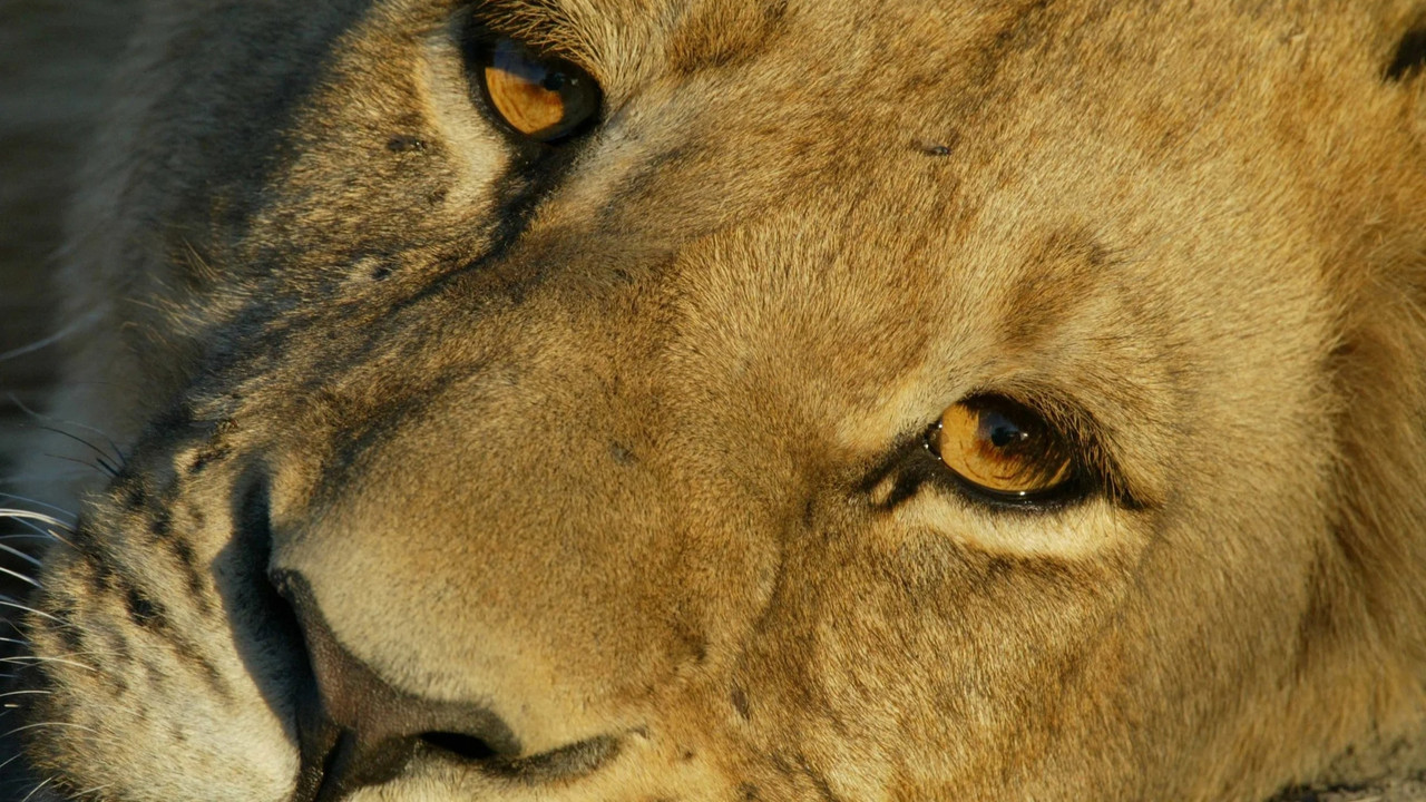 Big Cat Odyssey - 剧照