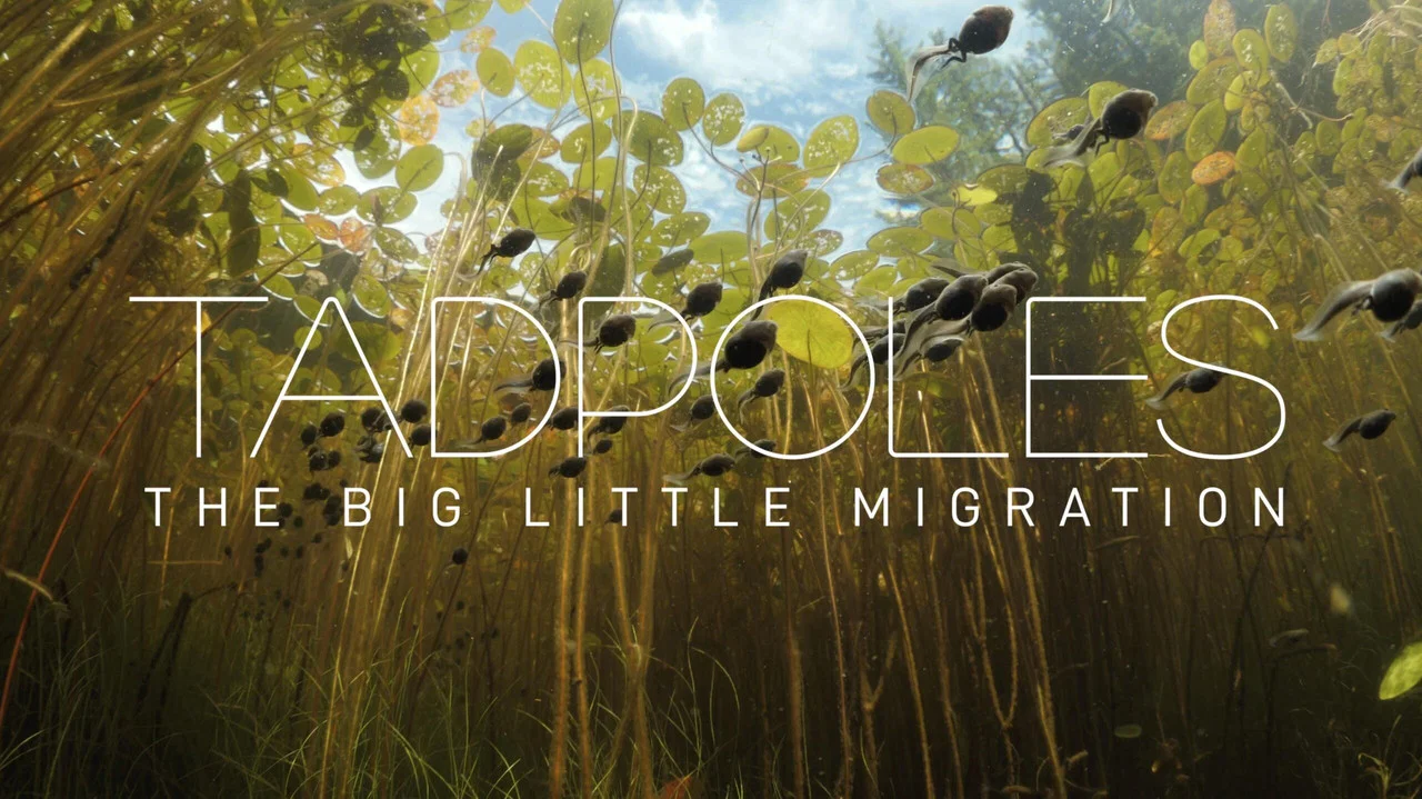Tadpoles: The Big Little Migration - 剧照