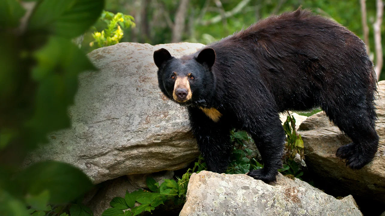 Smoky Mountain Park Rangers - 剧照