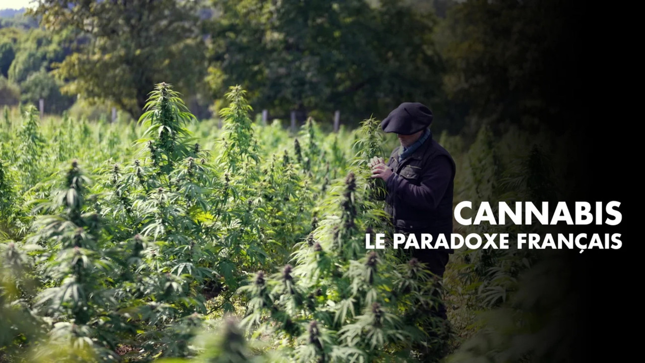 Cannabis, un paradoxe fran&ccedil;ais - 剧照