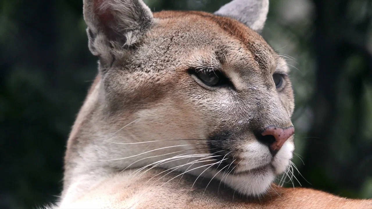 Puma, le fant&ocirc;me du G&eacute;vaudan - 剧照