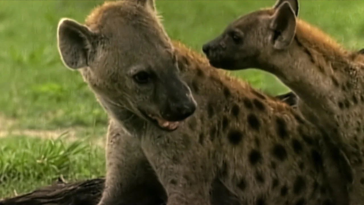 Eternal Enemies: Lions and Hyenas - 剧照
