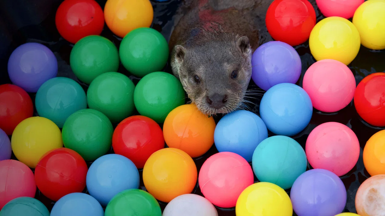 Billy & Molly: An Otter Love Story - 剧照